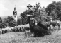 Preview: 06577 Oldisleben (Unstrut): Shepherd with flock of sheep, c. 1973