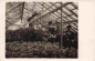 Preview: Torgau Elbe Market Garden/Greenhouse Real Photo Postcard 1928