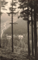 Preview: 01773 Waldbaerenburg Erzgebirge Heuweg Altenberg o 1963