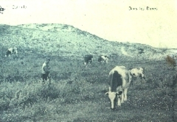 Belgien Kühe auf der Weide o 10.3.1915