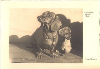 2 dachshunds 1935