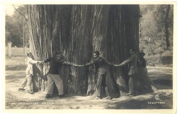 Mexico hapultepec ahuehuete giant tree * ca. 1920
