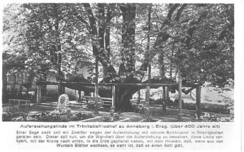 09546 Annaberg Ore Mountains Resurrection linden tree in the Trinity Cemetery * approx. 1930