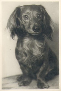 Dachshund real photo in AK format, * approx. 1940