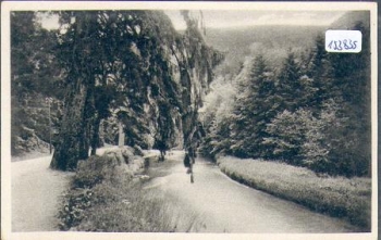 98547 Schwarzartal Trauertanne Baum * ca. 1940