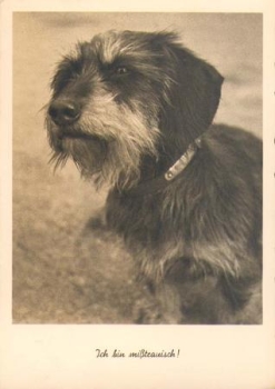 Dackel, Rauhaardackel, * ca. 1950
