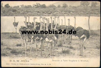 Ostrich farm Voigtland b. Windhoek * approx. 1905