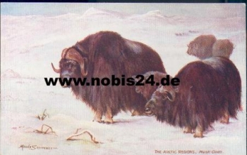 North Pole, The Arctic Regions Musk Oxen Artist's Card Tucks 7339 * approx. 1910