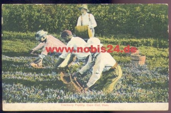 Massachusetts Cranberry Picking Cape Cod *ca. 1905