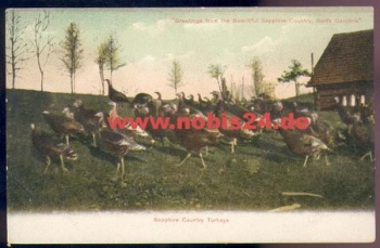 North Carolina Greetings from The Beautiful Sapphire Country *ca. 1900