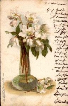 Apple blossoms in a vase o 19.10.1900