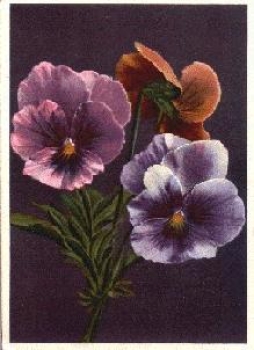 Pansy o April 13, 1938