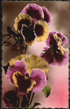 Pansy, bred April 1, 1942