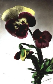 pansy br. circa 1940