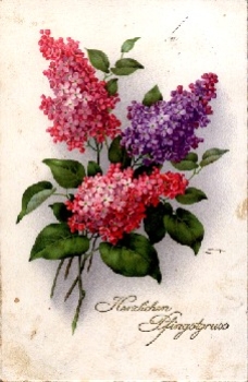 Lilac in red and violet o 4.6.1933