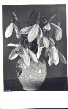 Snowdrops in a vase, used circa 1930
