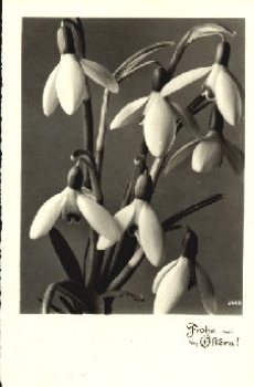 Snowdrop o April 23, 1943