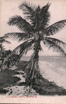 Barbados Cocoanut Palm *ca.1910