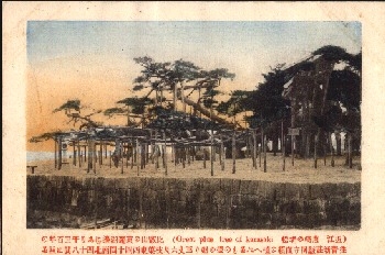Great blue Tree of Karasaki *ca. 1920