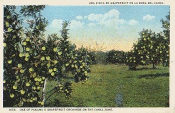 Panama grapefruit plantation * ca. 1910