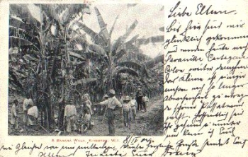 Bananenplantage Kingston W. I. Jamaica  o ca. 1900