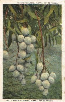 Panama Mango * ca. 1920