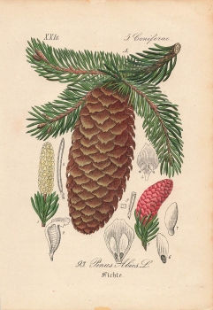 Spruce Coniferae Pinus Abies original lithograph around 1880 