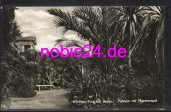 06786 Woerlitzr Park Floratempel Palme 0 25.7.1966