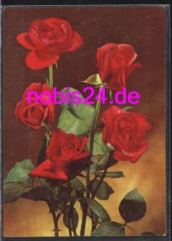 Rosen Strauß o 11.7.1972