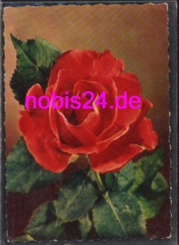 Rose Birthday Card o 11/8/1960