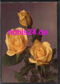 yellow roses *ca.1950
