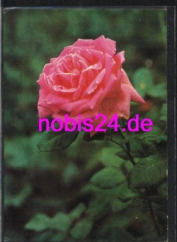 Roses a delicate rose *ca.1960