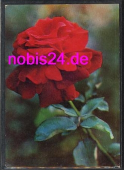 red rose *ca.1960