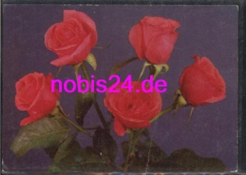 pink roses *ca.1960