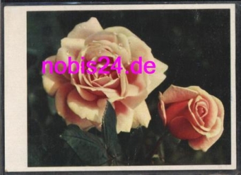 Rosen o 28.5.1944