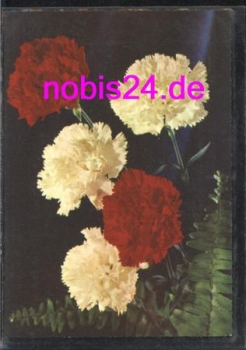 Yellow and red carnations *ca.1975