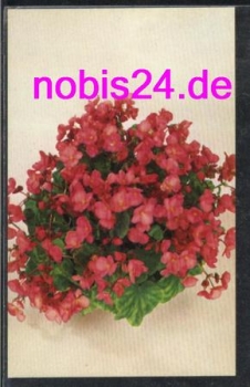 Lorraine Begonias *ca.1950