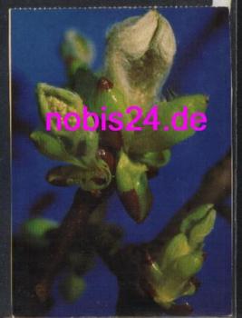 Kastanienblüten *ca.1975
