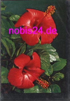 Hibiscus *ca.1980