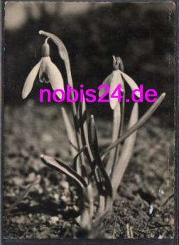 Schneeglöckchen *ca.1965