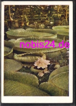 Tropical water lily *ca.1957