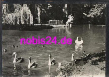 Nordhausen  Im Stadtpark Enten o ca.1967
