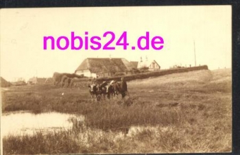 25980 Sylt  Weide mit Kühen *ca.1930