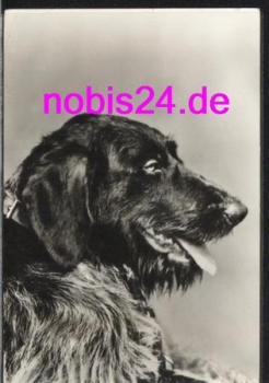 beautiful dog * around 1978