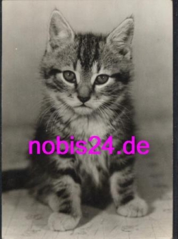 little cat * around 1972