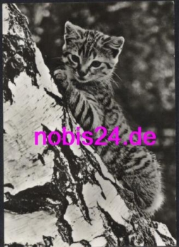 little cat on the tree * around 1978