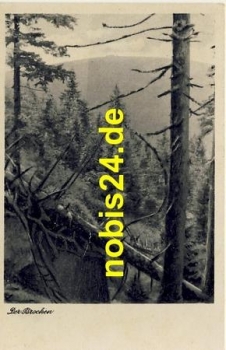 38875 Brocken Waldidylle o 4.9.1951