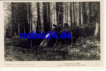 Sumava Waldbaumbruch  *ca.1940