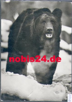 Bear Kamchatka Bear * approx. 1980
