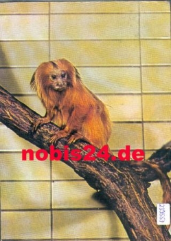 Lion monkey Zoological Garden Berlin o 26.7.1967